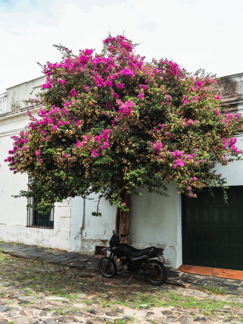 Colonia Uruguya, barrio historico