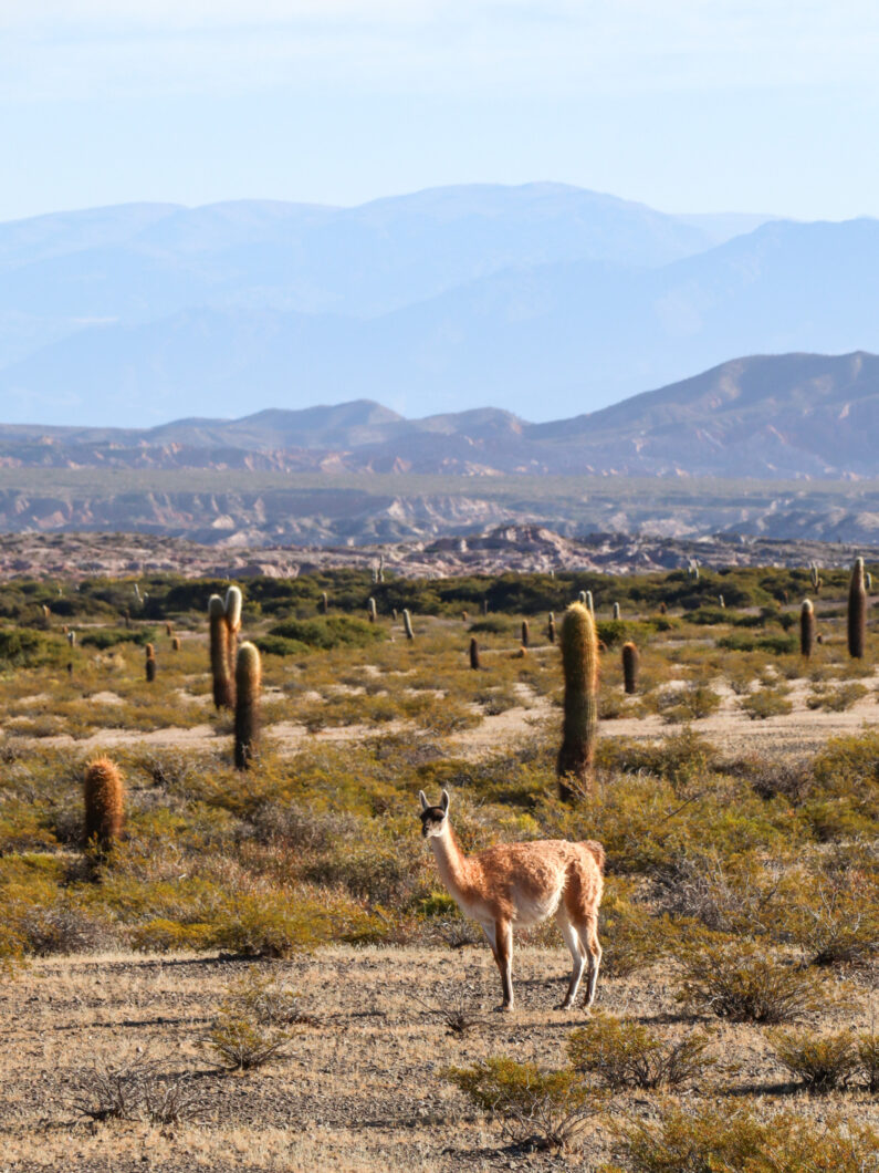 vicuna, argentinie salta