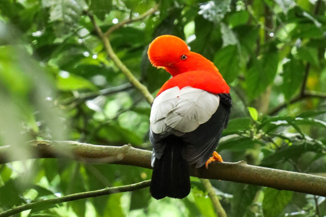 andean cock of the rock, jardin colombia