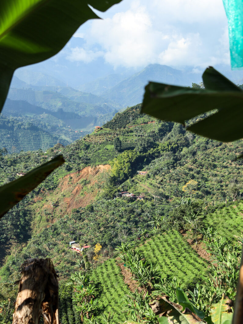 jardin, koffieplantage