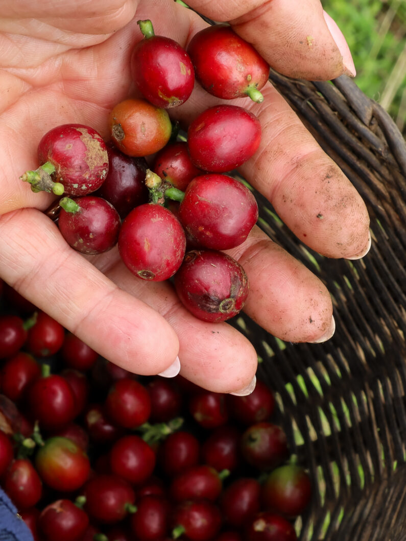 koffiebonen colombia