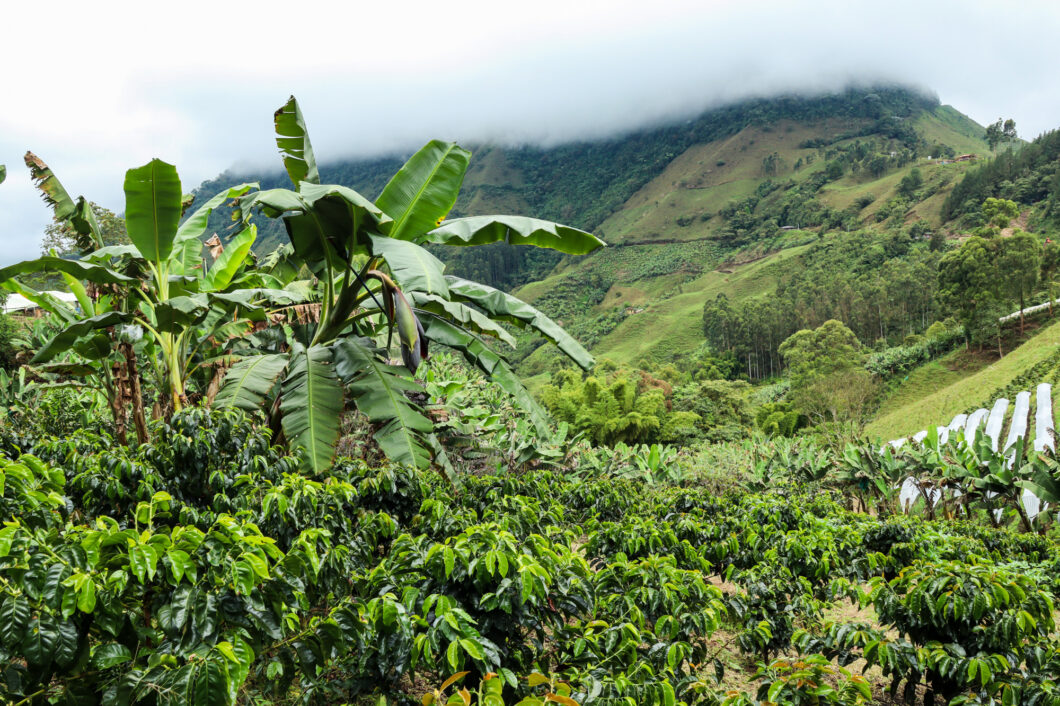 koffieplantage finca carizales