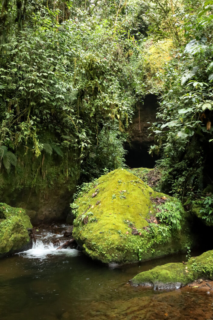 natuur cueva del esplendor jardin