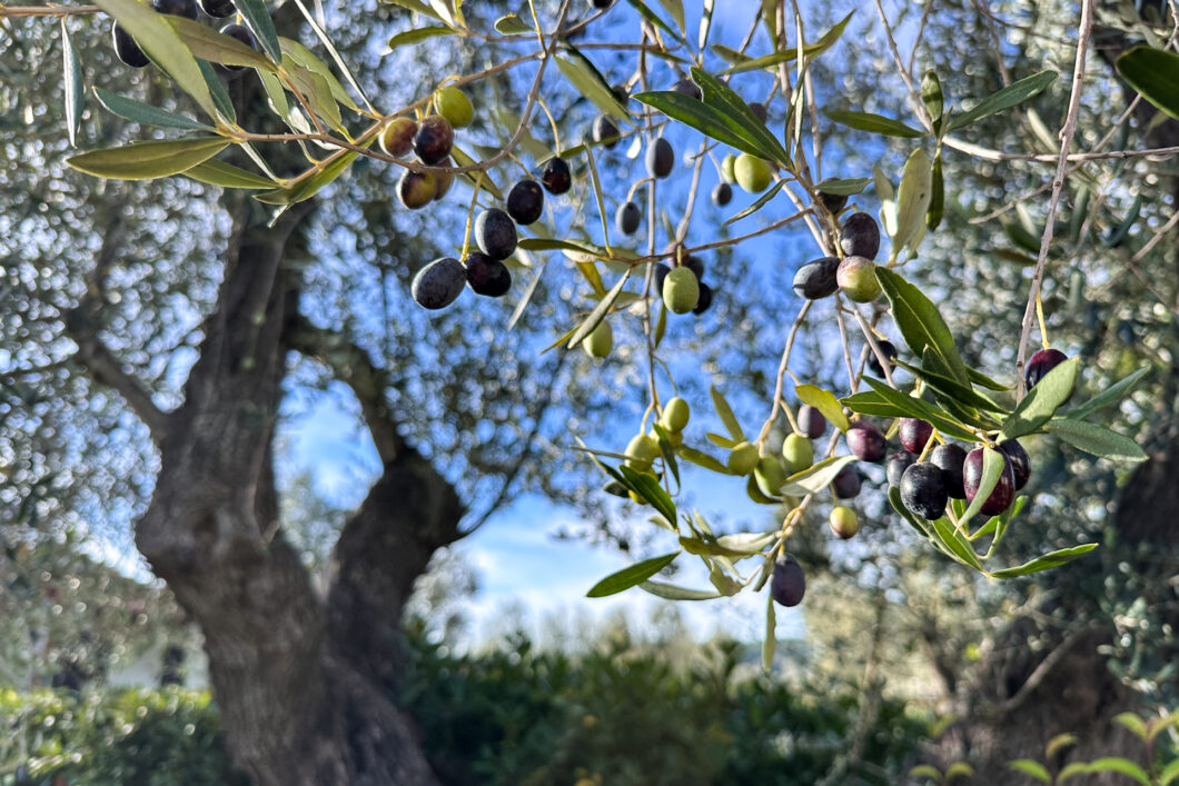 olijfboom italie