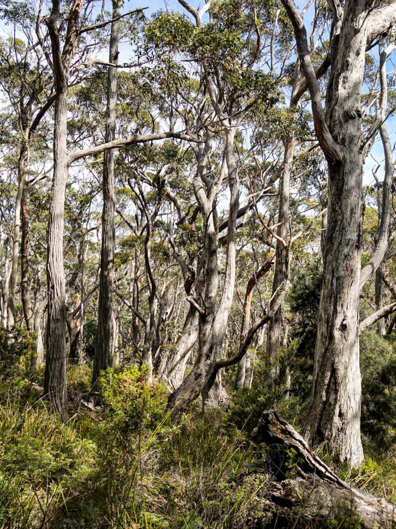 Tasmanian Peninsula bezienswaardigheden