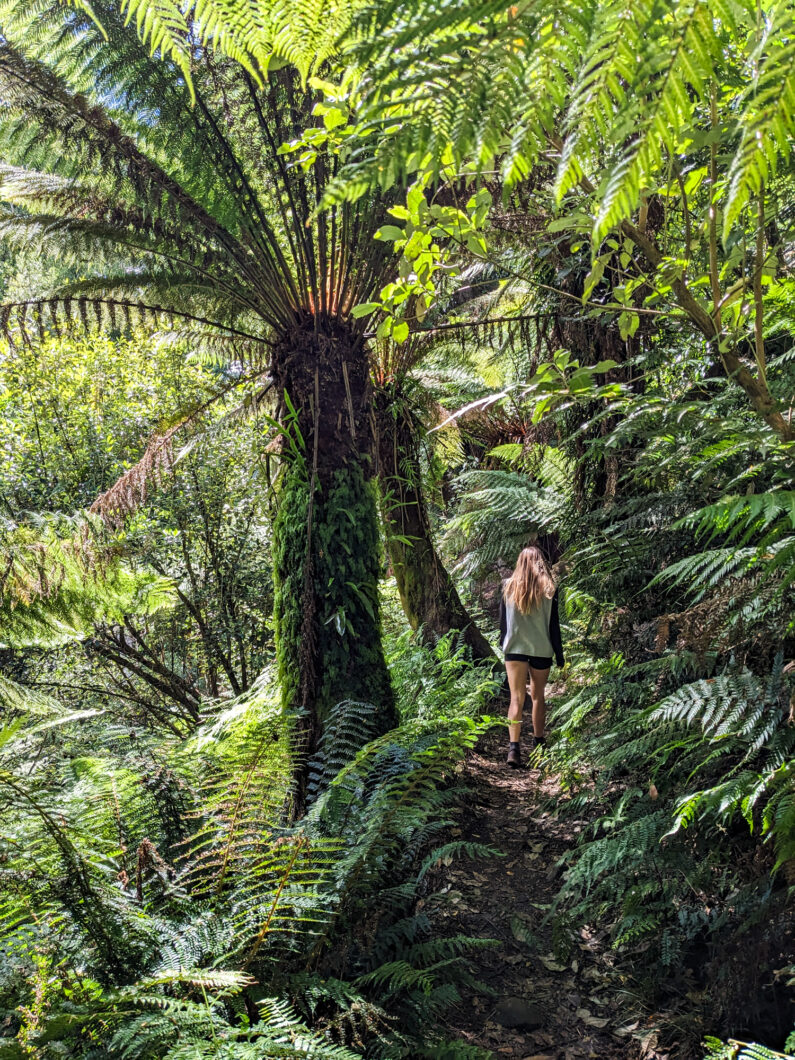 Tasmanië Liffey Falls hike