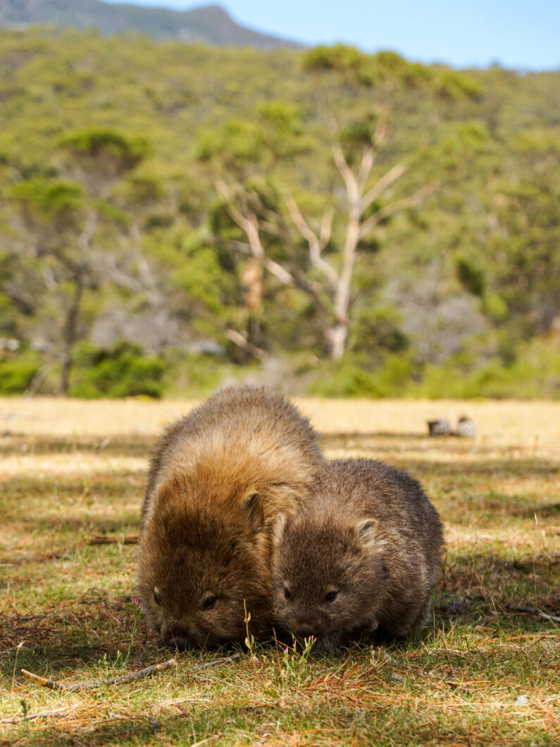 Tasmanië Maria Island, wombats