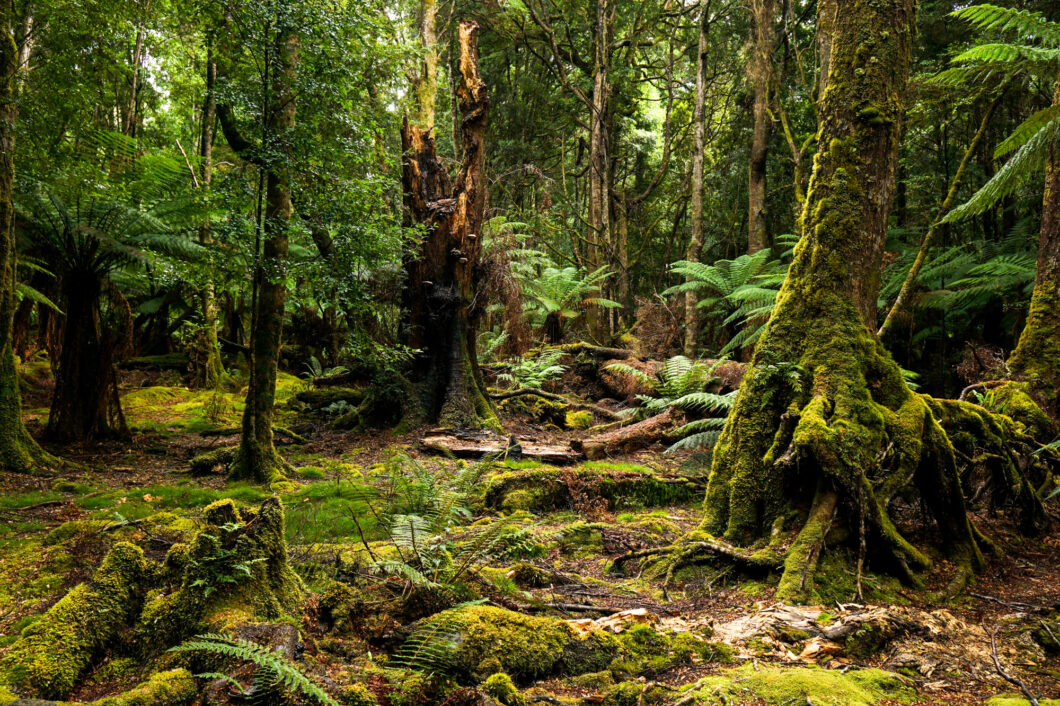 Tasmanië Tarkine Drive, bos