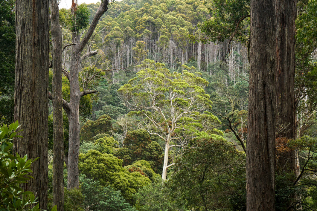 Tasmanië reisroute en tips