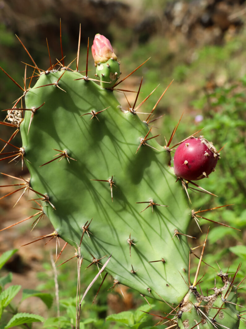 bloeiende cactus colombia