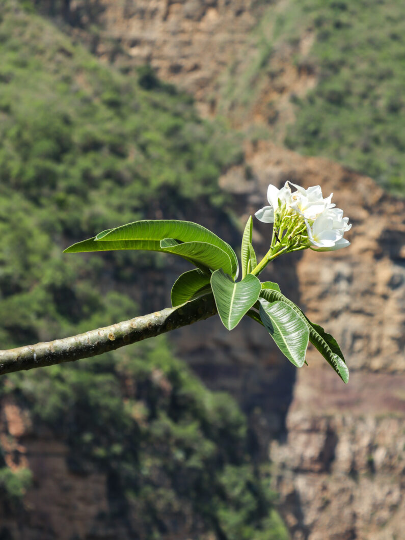 bloem, chicamocha canyon