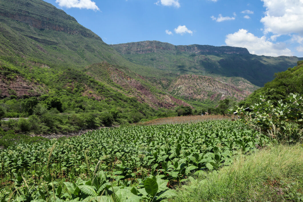 tabaksplantage chicamocha canyon colombia