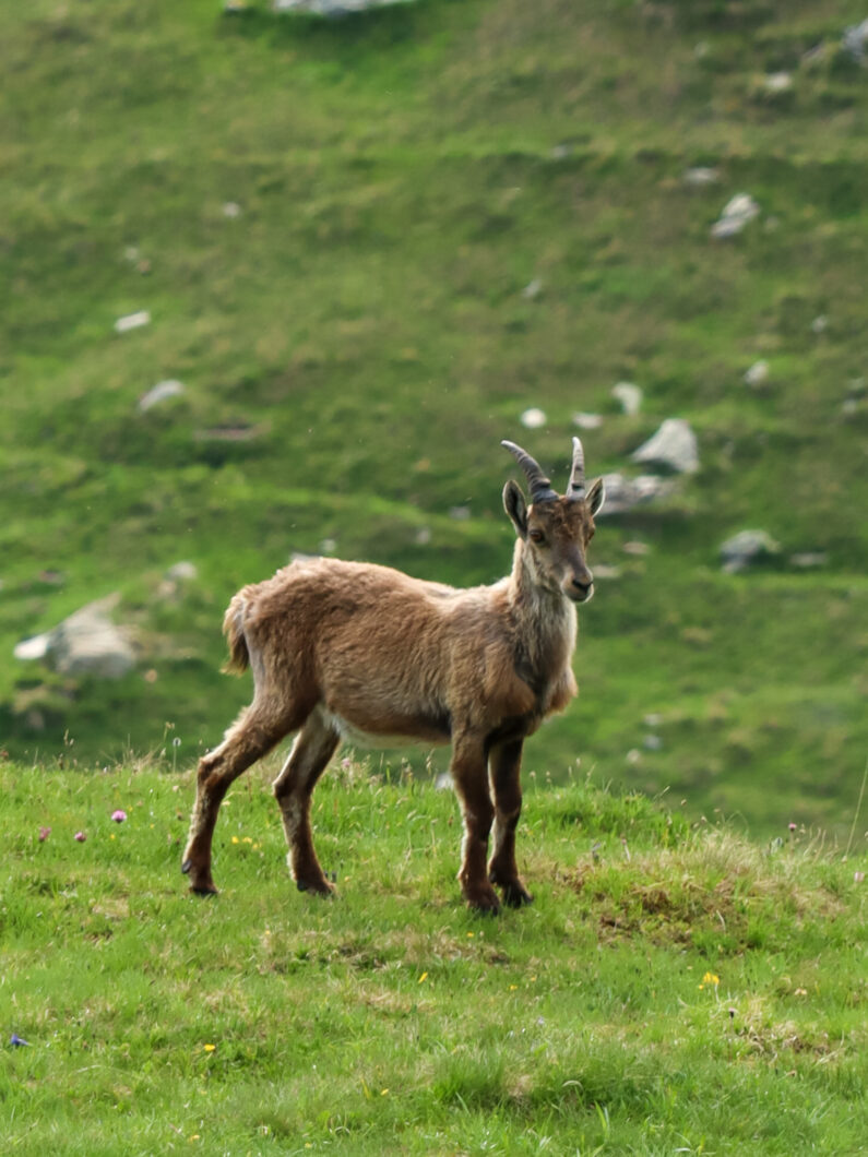 Steenbok, aosta vallei